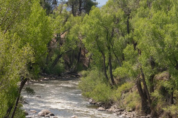Rafting on a river surrounded by trees and mountains in the background.