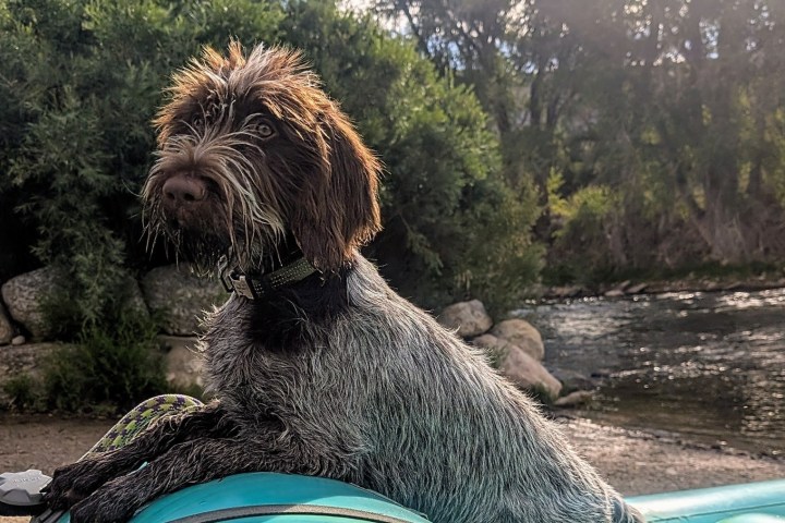 A scruffy dog sits on a blue raft by a river with trees in the background.